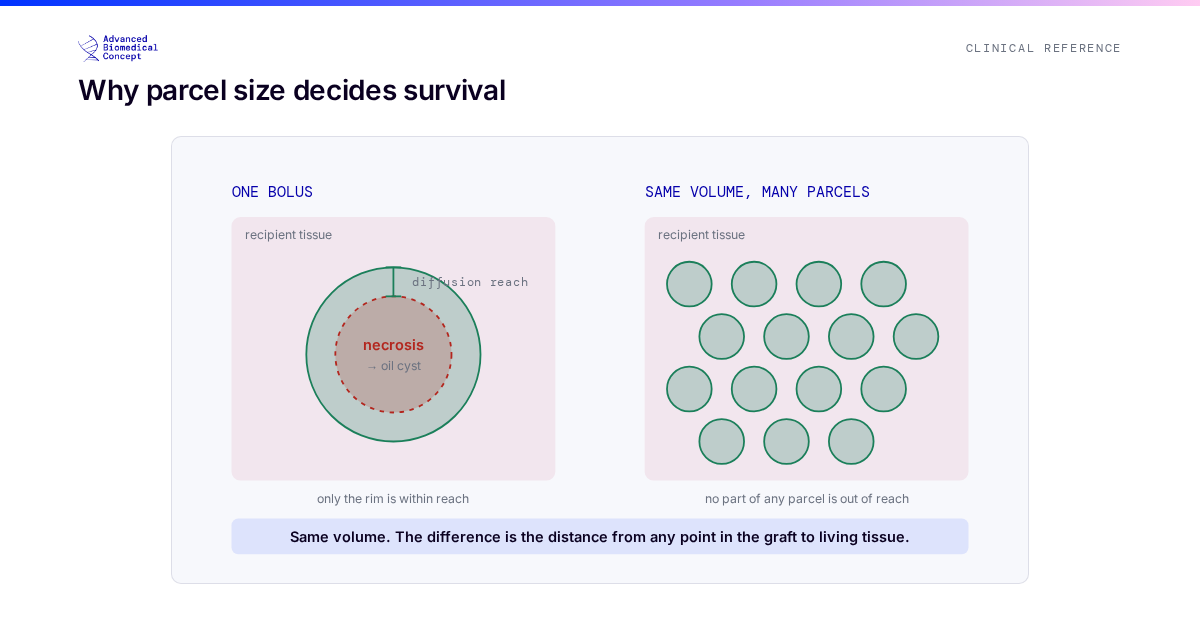 Two grafts drawn in cross-section. The first is a single large bolus: only a thin outer rim lies within reach of the surrounding tissue and survives, while the centre, further away than oxygen can diffuse, becomes necrosis and later an oil cyst. The second is the same total volume placed as many small parcels, each one thin enough that no part of it sits beyond diffusion range, so nearly all of it stays within the surviving zone until new blood vessels arrive.
