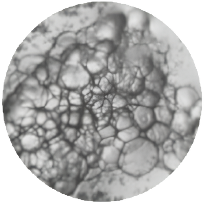 EXAFAT sample 1